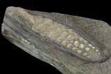 Fossil Ichthyosaur Paddle - Posidonia Shale, Germany #129944-2
